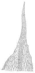 Bryum algovicum var. rutheanum, leaf apex. Drawn from J.T. Linzey 3124, CHR 516508, and J.T. Linzey 3363, CHR 516505.
 Image: R.C. Wagstaff © Landcare Research 2015 